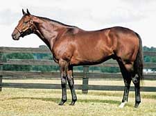 Stakes Winner One Nice Cat to Sugar Maple Stakes Winner One Nice Cat to Sugar Maple