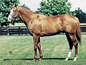 Cigar's Sire Palace Music Dead Cigar's Sire Palace Music Dead