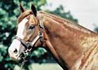 Cigar's Sire Palace Music Dead