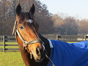 Shackleford, Paynter Added to Vox Populi Noms Shackleford, Paynter Added to Vox Populi Noms