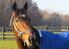Shackleford, Paynter Added to Vox Populi Noms Shackleford, Paynter Added to Vox Populi Noms