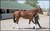 Derby Notes: Peace Rules Arrives; Atswhatimtalknbout Gallops in Blinkers; Offlee Wild Definite for Derby Derby Notes: Peace Rules Arrives; Atswhatimtalknbout Gallops in Blinkers; Offlee Wild Definite for Derby