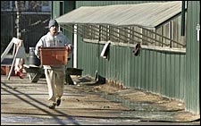 Another Horse Euthanized at Pimlico; Laurel Park Cancels Two Racing Cards Another Horse Euthanized at Pimlico; Laurel Park Cancels Two Racing Cards