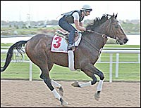 Pleasantly Perfect Puts on Show at Nad Al Sheba Pleasantly Perfect Puts on Show at Nad Al Sheba