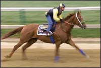 Point Given Slight Favorite in Preakness Wagering Point Given Slight Favorite in Preakness Wagering