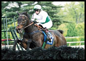 Steeplechase Eclipse Finalist Pompeyo Euthanized Steeplechase Eclipse Finalist Pompeyo Euthanized