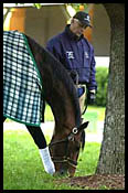 Proud Citizen's Fast Work Tops Among Derby Horses Proud Citizen's Fast Work Tops Among Derby Horses