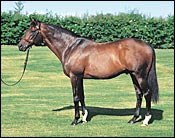 English Stallion Rainbow Quest on Verge of 100 Stakes Winners English Stallion Rainbow Quest on Verge of 100 Stakes Winners