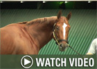Video: Breeders' Cup Saturday Recap Video: Breeders' Cup Saturday Recap