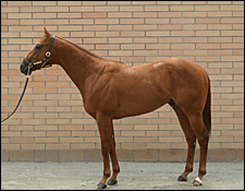 Red Bullet Colt Sells for $2.5 Million at Barretts Red Bullet Colt Sells for $2.5 Million at Barretts