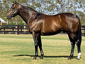 Redoute's Choice Weanling Leads Way Redoute's Choice Weanling Leads Way