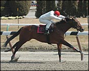 Redskin Warrior Drills 7 furlongs For Gotham Stakes Redskin Warrior Drills 7 furlongs For Gotham Stakes