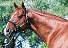 Roar of the Tiger's First Winner