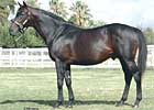 Robannier to Madera Thoroughbreds Robannier to Madera Thoroughbreds