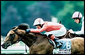 Rock of Gibraltar Heads European Shuttle Stallions Rock of Gibraltar Heads European Shuttle Stallions