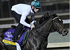 Royal Delta Set for Ladies' Classic