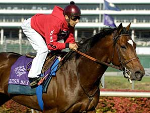 Grade II Winner Rush Bay to Murmur Grade II Winner Rush Bay to Murmur