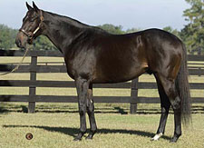 Sabre d'Argent to Bridlewood in Florida Sabre d'Argent to Bridlewood in Florida