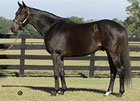 Sabre d'Argent to Bridlewood in Florida 