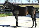 Saintly Look to Stud at Swifty Farm Saintly Look to Stud at Swifty Farm