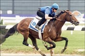 Arc Winner Sakhee Retired to Shadwell Stud Arc Winner Sakhee Retired to Shadwell Stud