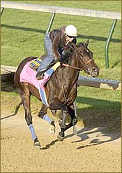 Grade II Winner Santa Catarina Retired Grade II Winner Santa Catarina Retired