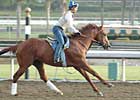 Santa Anita Track Reopened