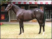 Saratoga Sale on Record Pace; Saudi Poetry's Full Brother Brings $3.3 Million Saratoga Sale on Record Pace; Saudi Poetry's Full Brother Brings $3.3 Million
