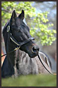 Slew: 'His Influence Will Be Felt By This Breed Forever' Slew: 'His Influence Will Be Felt By This Breed Forever'