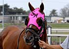 Sedgefield to Stand in India Sedgefield to Stand in India