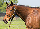 Champ Serena's Song Retired From Breeding Champ Serena's Song Retired From Breeding