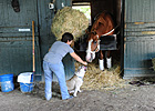 Slideshow: Shackleford