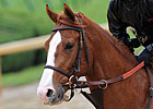 Preakness Runners Arrive In Baltimore