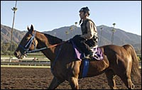 Shake You Down Seeks Sunshine Millions Sprint Shake You Down Seeks Sunshine Millions Sprint