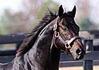 First Foal by Shaniko First Foal by Shaniko