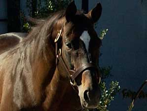 Silver Hawk Euthanized Silver Hawk Euthanized