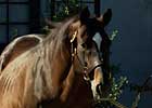 Silver Hawk Euthanized