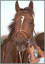 Santa Anita Race Report (Cont.) Santa Anita Race Report (Cont.)