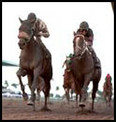 Gulfstream Park Race Report: A Bear at Any Age Gulfstream Park Race Report: A Bear at Any Age