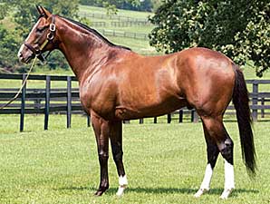 Omega Code, Sir Cherokee Sire Winners Omega Code, Sir Cherokee Sire Winners