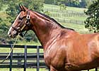 Omega Code, Sir Cherokee Sire Winners Omega Code, Sir Cherokee Sire Winners