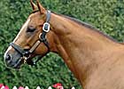 Sir Shackleton's First Foal Sir Shackleton's First Foal