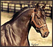 Seattle Slew: Greatness on the Track Seattle Slew: Greatness on the Track