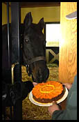 Triple Crown Winner Seattle Slew Celebrates 28th Birthday Triple Crown Winner Seattle Slew Celebrates 28th Birthday