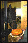 Seattle Slew Temporarily Out of Stud Duty Seattle Slew Temporarily Out of Stud Duty