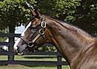 First Stakes Winner for Freshman Sire Sligo Bay 