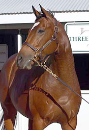 Signs Are Good for Strong Keeneland November Sale Signs Are Good for Strong Keeneland November Sale
