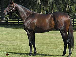 Spanish Steps Sires First Winner Spanish Steps Sires First Winner