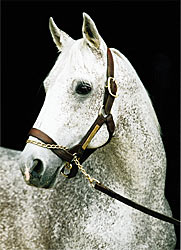 Derby Winner, Horse of the Year Spectacular Bid Dead Derby Winner, Horse of the Year Spectacular Bid Dead