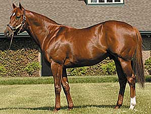 Speightstown Progeny Hot at Calder Speightstown Progeny Hot at Calder